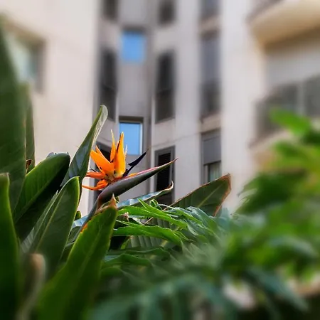 Appartement New Estrelitzia Luxury Apartamen *