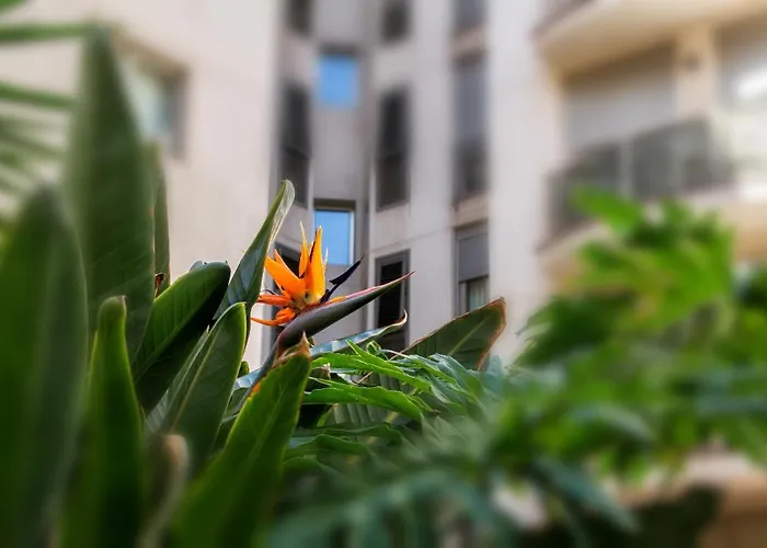 Appartement New Estrelitzia Luxury Apartamen *